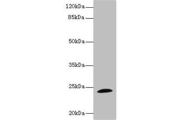 Tppp 抗体  (AA 1-219)