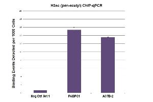 H3ac (pan-acetyl) antibody (pAb) tested by ChIP. (Histone 3 Antikörper  (acLys))