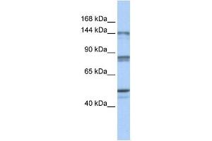 CSE1L antibody (70R-10430) used at 0. (Exportin 2 Antikörper  (N-Term))