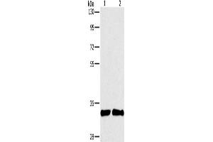 Western Blotting (WB) image for anti-Artemin (ARTN) antibody (ABIN2431081) (ARTN Antikörper)