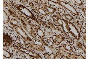 ABIN6273110 at 1/100 staining Human kidney tissue by IHC-P. (DHX9 Antikörper  (C-Term))