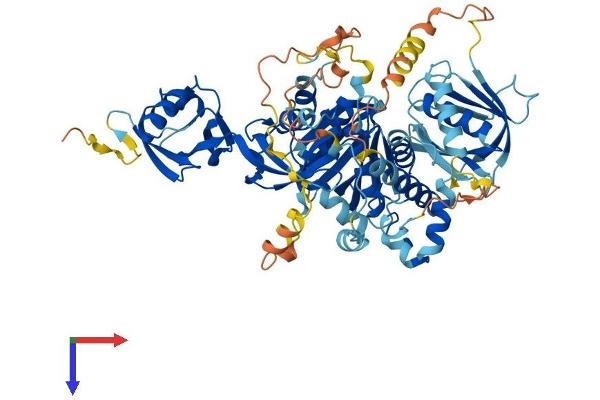 FERMT2 Protein (AA 1-680) (His tag)