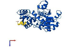 SDSL Protein (AA 1-329) (His tag)