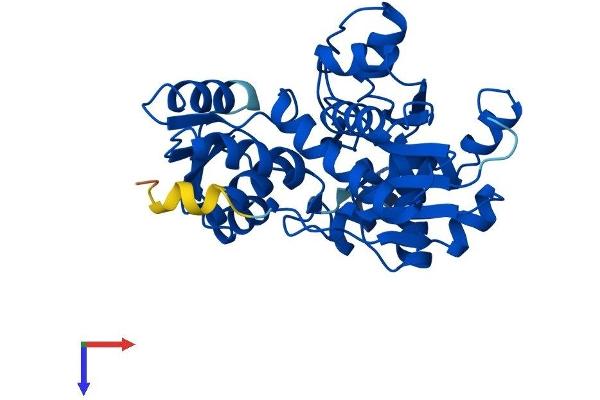 SDSL Protein (AA 1-329) (His tag)