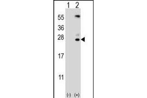 Western blot analysis of KLK6 (arrow) using rabbit polyclonal KLK6 Antibody (A13) (ABIN652195 and ABIN2840741). (Kallikrein 6 Antikörper  (N-Term))