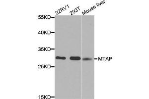 Western blot analysis of extracts of various cell lines, using MTAP antibody. (MTAP Antikörper)