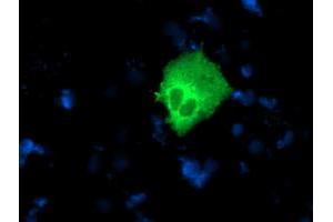 Immunofluorescence (IF) image for anti-Nucleobindin 1 (NUCB1) antibody (ABIN1499847)