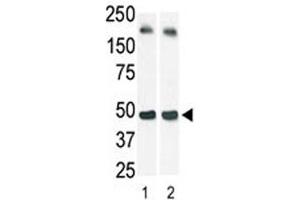 Western Blotting (WB) image for anti-Sphingosine Kinase 1 (SPHK1) (AA 1-30) antibody (ABIN3032709)