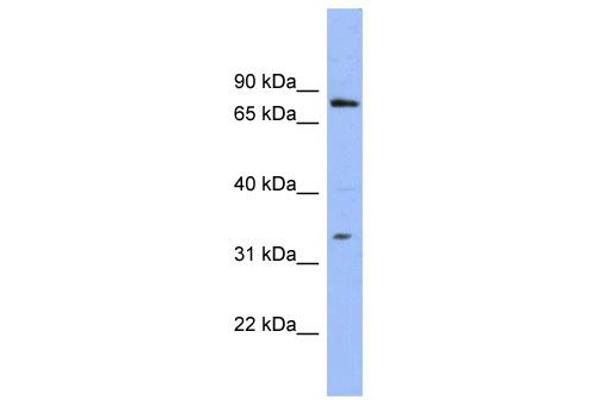 PATZ1 Antikörper  (N-Term)