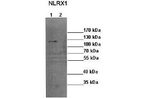 Western Blotting (WB) image for anti-NLR Family Member X1 (NLRX1) (N-Term) antibody (ABIN2774419) (NLRX1 Antikörper  (N-Term))