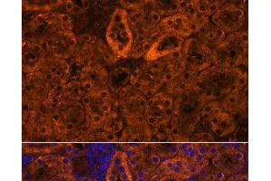 Immunofluorescence analysis of Mouse kidney using SCNN1G Polyclonal Antibody at dilution of 1:100. (SCNN1G Antikörper)