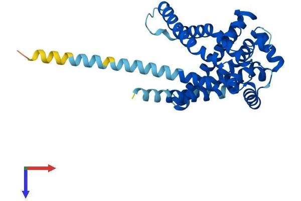 SLC25A42 Protein (AA 1-318) (His tag)