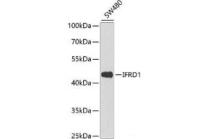 Western blot analysis of extracts of SW480 cells using IFRD1 Polyclonal Antibody at dilution of 1:1000. (IFRD1 Antikörper)