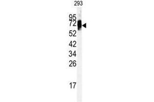 Western blot analysis of anti-EHD3 antibody (Center) in 293 cell line lysates (35ug/lane).