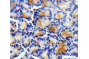 IHC-P analysis of Bowels tissue, with DAB staining. (LRG1 Antikörper  (AA 37-340))