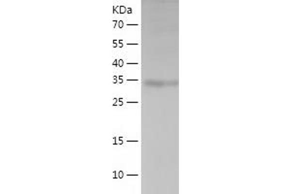 RNLS Protein (AA 18-342) (His tag)