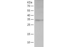 Western Blotting (WB) image for Renalase, FAD-Dependent Amine Oxidase (RNLS) (AA 18-342) protein (His tag) (ABIN7124824) (RNLS Protein (AA 18-342) (His tag))