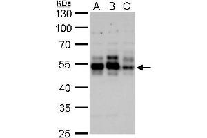 WB Image Tau antibody detects Tau protein by Western blot analysis. (MAPT Antikörper)