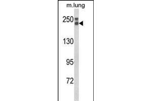 Western blot analysis of COL18A1 Antibody (N-term) (ABIN652798 and ABIN2842523) in mouse lung tissue lysates (35 μg/lane). (COL18A1 Antikörper  (N-Term))
