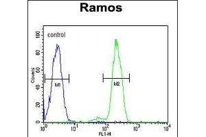 DCP1B Antibody (center) (ABIN653844 and ABIN2843108) flow cytometric analysis of Ramos cells (right histogram) compared to a negative control cell (left histogram). (DCP1B Antikörper  (AA 261-290))