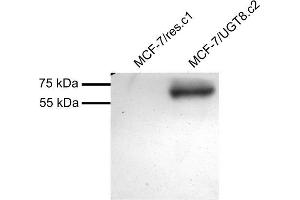 MCF7 overexpressing Human UGT8 and probed with ABIN768630 (mock transfection in first lane).