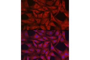 Immunofluorescence (IF) image for anti-Glutathione Peroxidase 4 (GPX4) (AA 30-197) antibody (ABIN3015730)