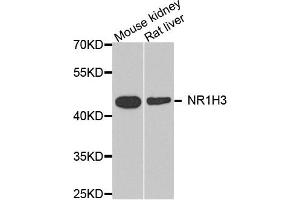 Western blot analysis of extract of mouse kidney and rat liver cells, using NR1H3 antibody. (NR1H3 Antikörper)