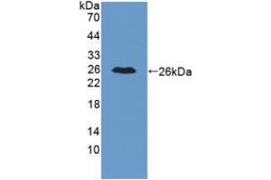 Western blot analysis of recombinant Mouse IL34. (IL-34 Antikörper  (AA 21-235))
