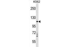 Western Blotting (WB) image for anti-Vacuolar Protein Sorting 11 Homolog (VPS11) antibody (ABIN2998786) (VPS11 Antikörper)