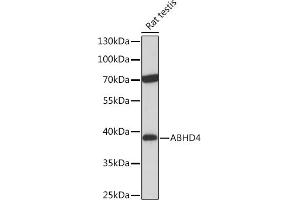 Western blot analysis of extracts of Rat testis, using  Rabbit pAb (ABIN7265356) at 1:1000 dilution. (ABHD4 Antikörper  (AA 223-342))
