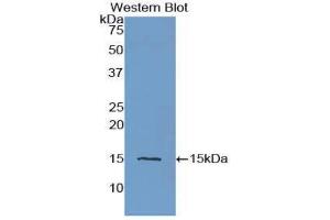 Western Blotting (WB) image for anti-Cystatin C (CST3) (AA 27-146) antibody (ABIN1077965)