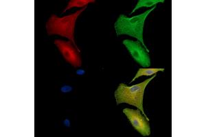 ABIN7096940 and ABIN7101006 staining  cells by IF/ICC. (TMEM63B Antikörper)