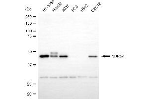 Western blotting analysis using NDRG1 antibody (ABIN7799536). (Rekombinanter NDRG1 Antikörper)