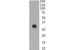 (ABIN7505828) Anti SARS-CoV2 RBD staining of recombinant RBD protein (1 μg/mL). (SARS-CoV-2 Spike Antikörper  (RBD))