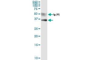 Immunoprecipitation of USP18 transfected lysate using anti-USP18 MaxPab rabbit polyclonal antibody and Protein A Magnetic Bead , and immunoblotted with USP18 MaxPab rabbit polyclonal antibody (D01) .