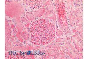 ABIN2613378 (5µg/ml) staining of paraffin embedded Human Kidney.