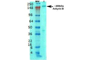 ANK2 Antikörper  (AA 203-496) (FITC)