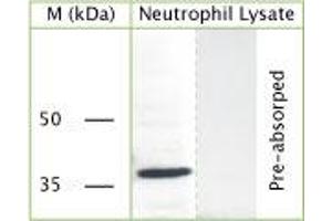 WB on human neutrophil lysate using Rabbit antibody to c-terminal of GAPDH (Glyceraldehyde 3 phosphate dehydrogenase): IgG (ABIN350328) at a concentration of 30 µg/ml. (GAPDH Antikörper)