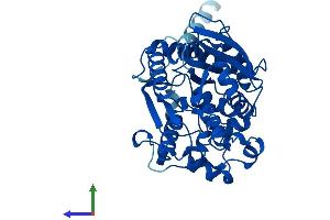 Protein Structure (PS) image for Arylacetamide Deacetylase (Esterase) (AADAC) (AA 1-398) protein (His tag) (ABIN7560458)