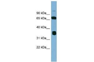 WB Suggested Anti-OSGEP Antibody Titration: 0.