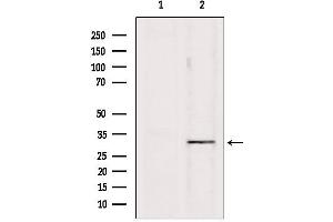 Western blot analysis of extracts from Hela, using PD1 Antibody. (PD-1 Antikörper  (Internal Region))