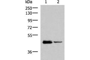 Western blot analysis of HL60 and Jurkat cell lysates using DDI2 Polyclonal Antibody at dilution of 1:800 (DDI2 Antikörper)
