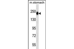 TNN Antibody (Center) (ABIN657541 and ABIN2846556) western blot analysis in mouse stomach tissue lysates (35 μg/lane). (Tenascin N Antikörper  (AA 587-615))