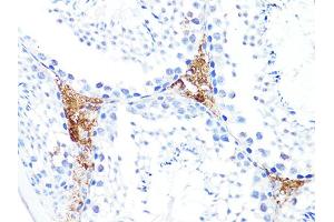Immunohistochemistry of paraffin-embedded mouse testis using S100A10 antibody. (S100A10 Antikörper)