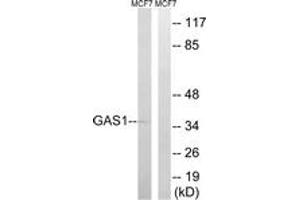Western blot analysis of extracts from MCF-7 cells, using GAS1 Antibody. (GAS1 Antikörper  (AA 241-290))