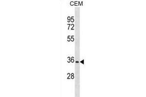 OR2A12 Antibody (C-term) (ABIN1881600 and ABIN2838648) western blot analysis in CEM cell line lysates (35 μg/lane). (OR2A12 Antikörper  (C-Term))