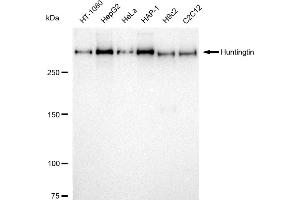 Western blotting analysis using Huntingtin antibody (ABIN7799005). (Rekombinanter Huntingtin Antikörper)