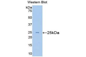 ESAM antibody  (AA 29-248)