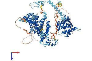 KAT2B Protein (AA 1-832) (His tag)