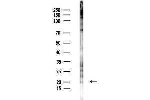 Western blot analysis of lysates from B16F10-LUC cells(starvation 24h treatment), using Phospho-ID2 (Thr27) Antibody at 1/1000 dilution.